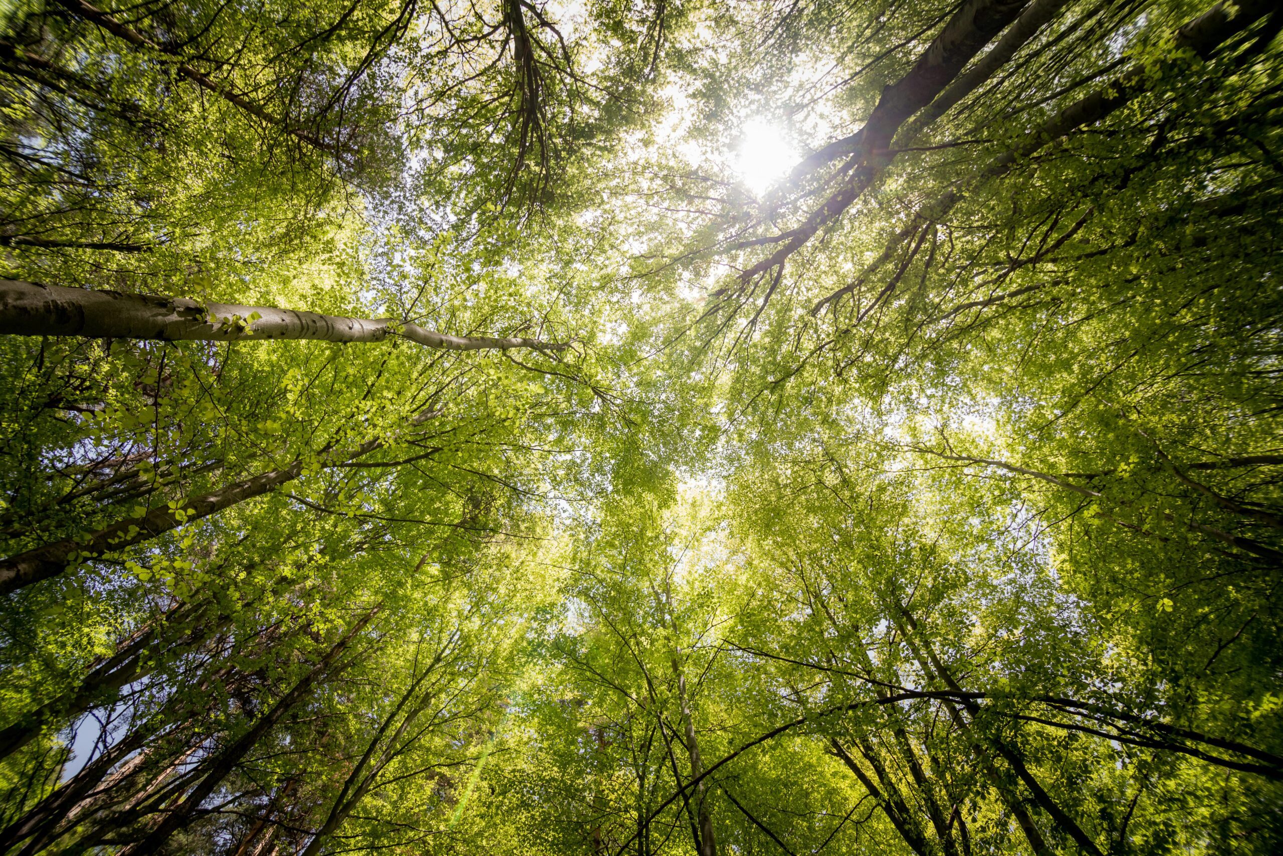 Sunlight filtering through a lush forest canopy, symbolizing clarity, connection with nature, and peaceful transformation